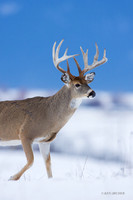 WTDR01542 - White-tail Deer