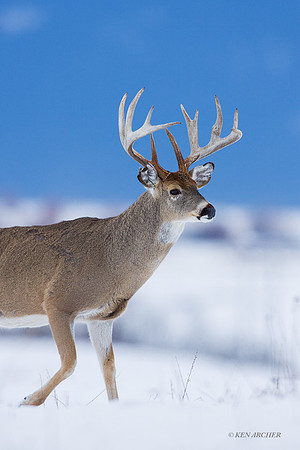 WTDR01542 - White-tail Deer