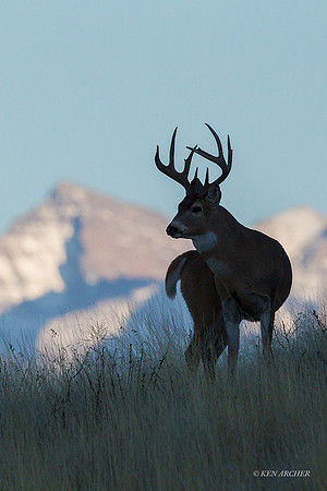 WTDR04030 - White-tail Deer