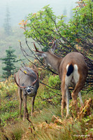 BTBK00515 Black-tail Deer