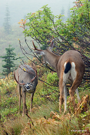 BTBK00515 Black-tail Deer