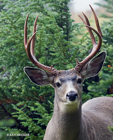 BTBK00455 Black-tail Deer