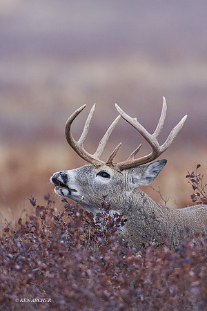 WTDR03615 - White-tail Deer