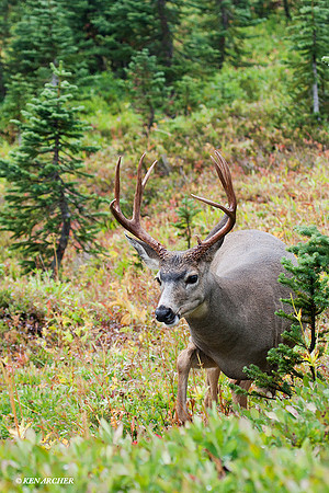 BTBK00471 Black-tail Deer