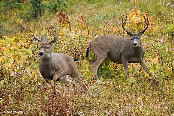 BTBK00411 Black-tail Deer