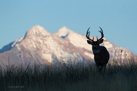 WTDR04088 _ White-tail Deer