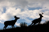 Mule Deer Bucks - MEDR00332