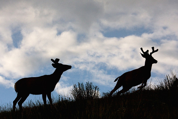 Mule Deer Bucks - MEDR00332