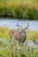 WTDR02936 - White-tail Deer