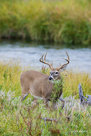 WTDR02936 - White-tail Deer