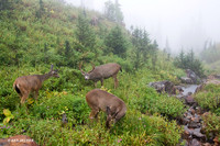 Black-tail Deer Herd - BTBK00594