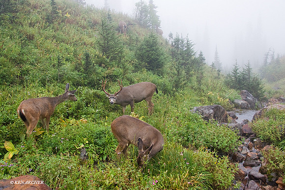 Black-tail Deer Herd - BTBK00594