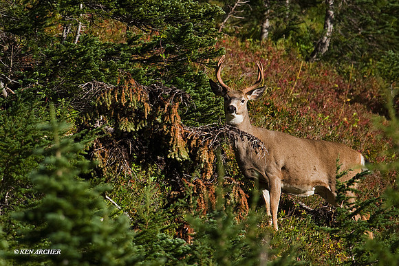 BTBK00354 Black-tail Deer