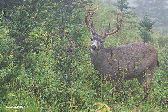 Black-tail Deer Buck - BTBK00585
