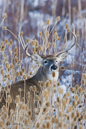 WTDR01638 - White-tail Deer