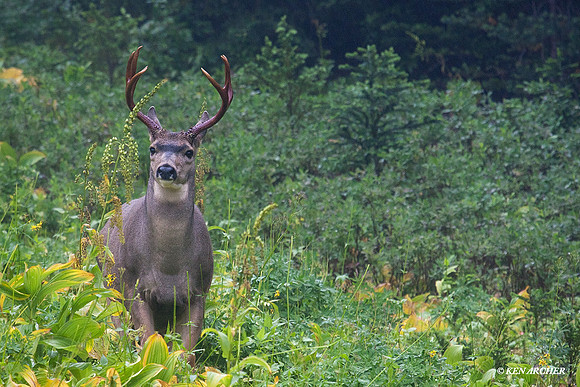 BTBK00826 Black-tail Deer