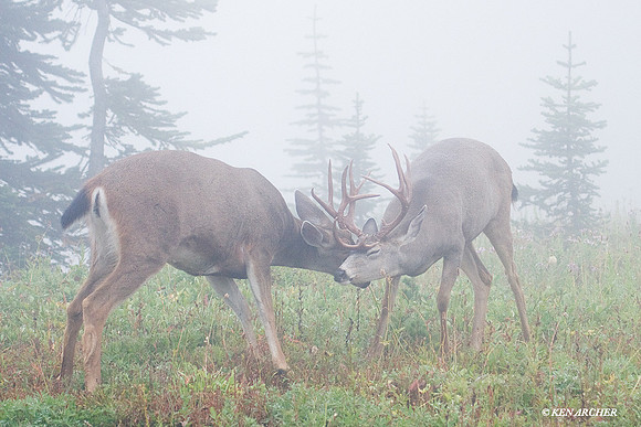 BTBK00612 Black-tail Deer