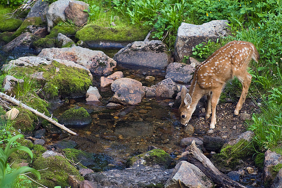 BTDR00231-Black-tail-Deer
