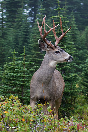 BTBK00487 Black-tail Deer