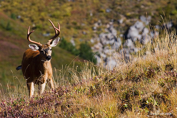 BTBK00127 Black-tail Deer Buck, Alpine Landscape