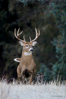 WTD00605 - White-tail Deer