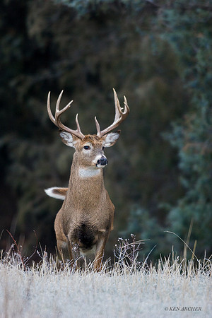 WTD00605 - White-tail Deer