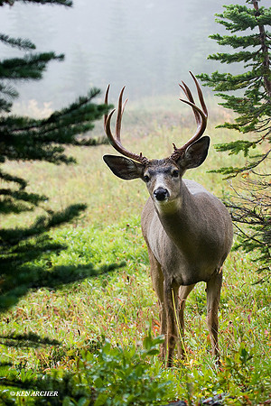 BTBK00442 Black-tail Deer