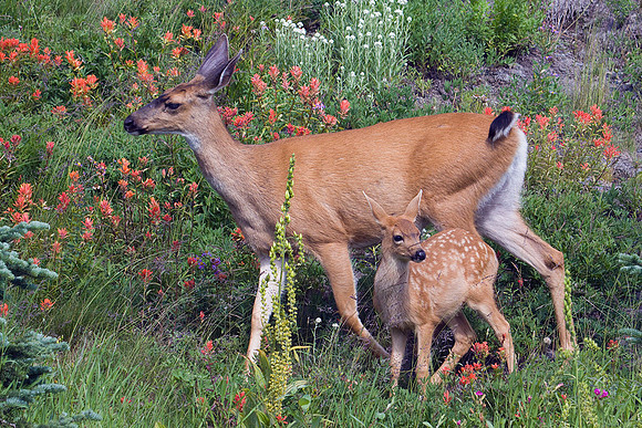 BTDR00350-Black-tail-Deer