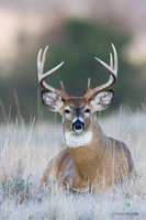 WTDR03768 - White-tail Deer