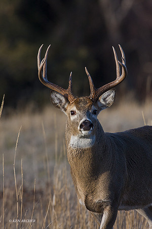 WTDR03249 - White-tail Deer