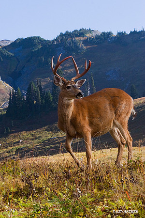 BTBK00076 Black-tail Deer Buck