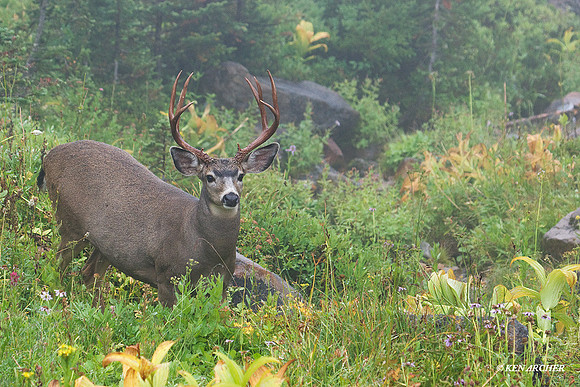 BTBK00567 Black-tail Deer