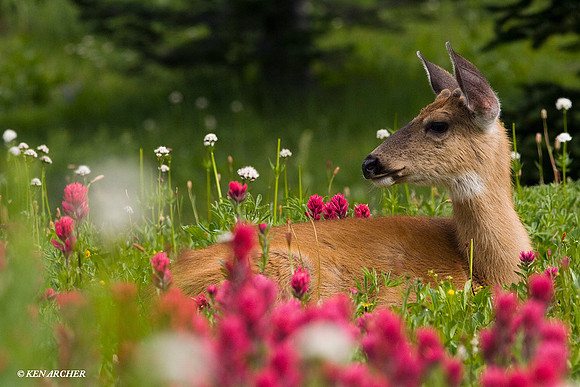 BTDR00203 Black-tail Deer