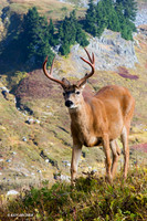BTBK00082 Black-tail Deer Buck