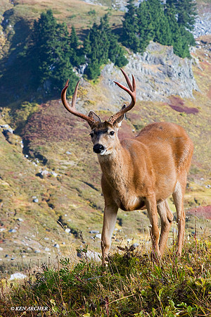 BTBK00082 Black-tail Deer Buck