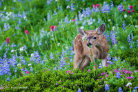BTDR00311 - Black-tail Deer