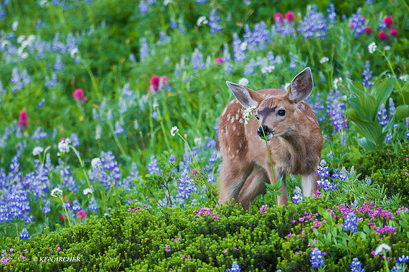 BTDR00311 - Black-tail Deer