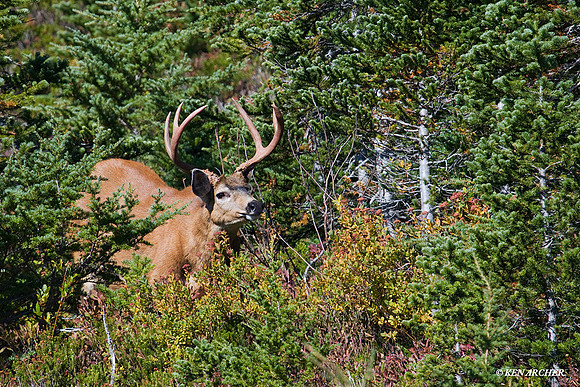 BTBK00198 Black-tail Buck