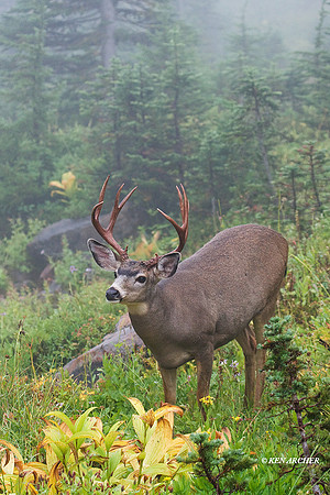 BTBK00574 Black-tail Deer