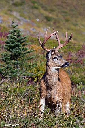 BTBK00180 Black-tail Buck