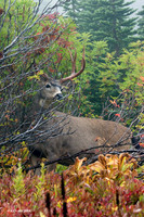 BTBK00482 Black-tail Deer