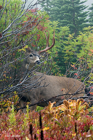 BTBK00482 Black-tail Deer