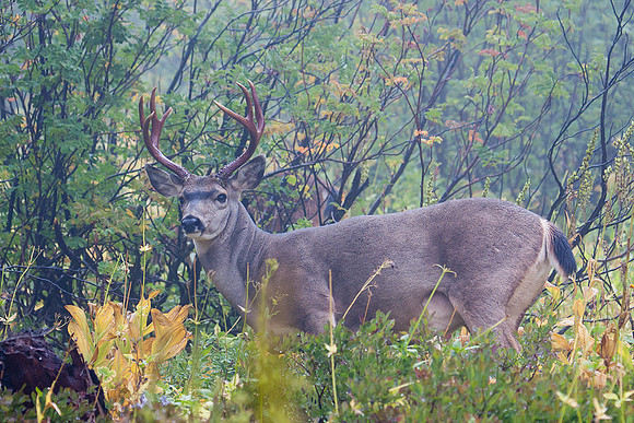 BTBK00843-Black-tail-Deer