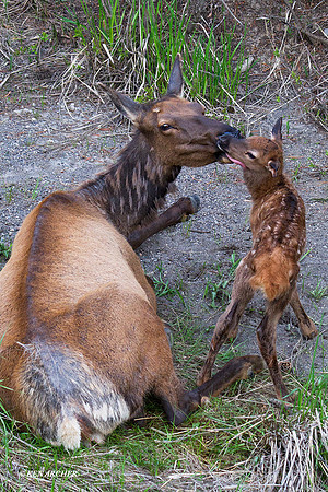 RMEK01362 Rock Mountain Elk