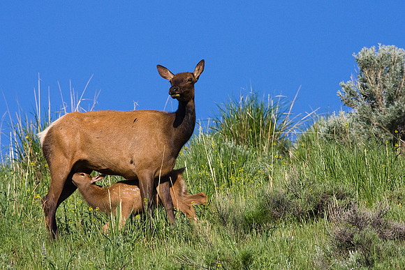 RMEK00638-Rocky-Mountain-Elk