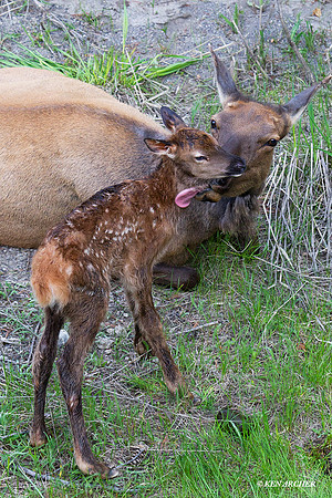 RMEK01233 Rock Mountain Elk