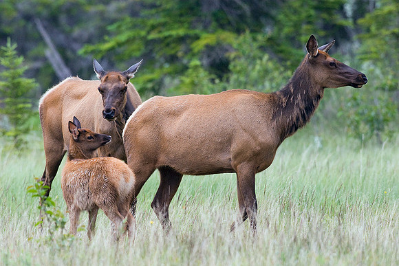 RMEK00386-RM-Rm-Cow-Elk-with-Calves-