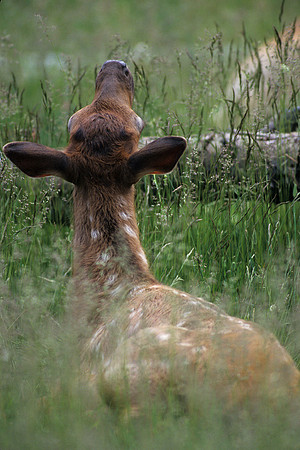 RMEK494216-Rocky-Mouuntain-Elk-Calf