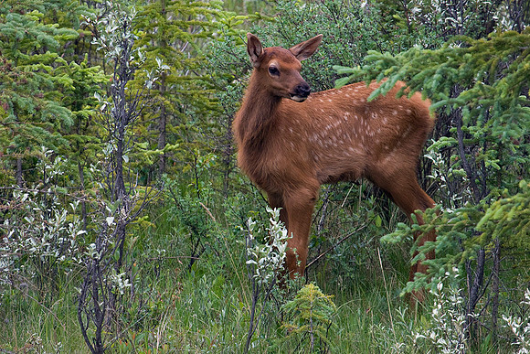 RMEK00188-RM-Rm-Elk-Calf-