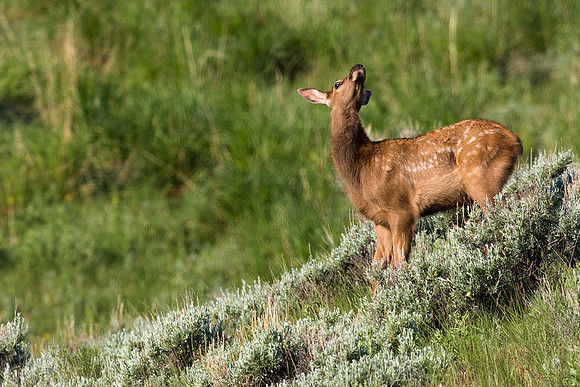 RMEK00581-Rocky-Mountain-Elk